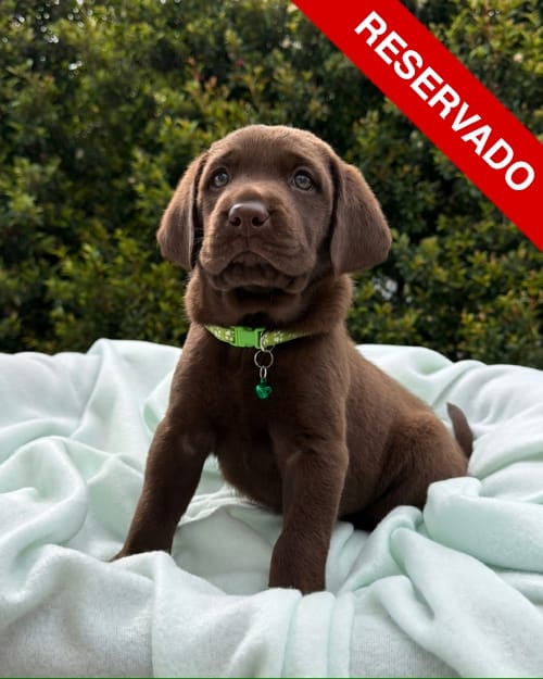 NO-BORRAR-labrador-4
