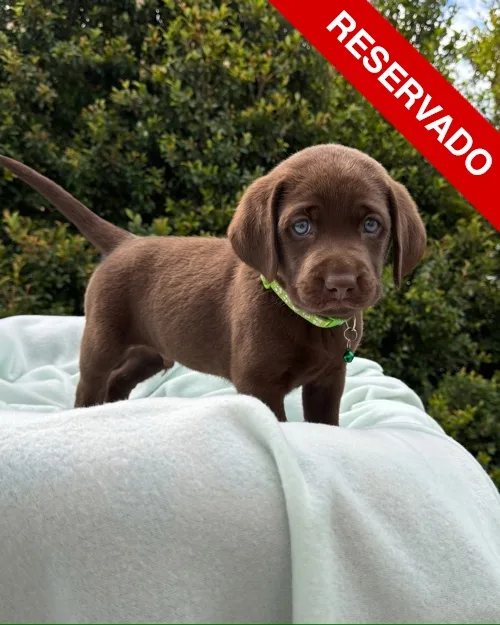 NO-BORRAR-labrador-5