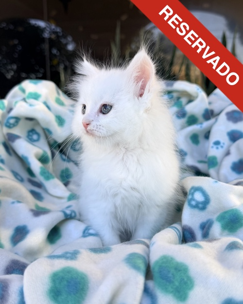 ANGORA-NO-BORRAR