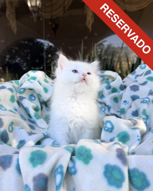 ANGORA-NO-BORRAR_3086