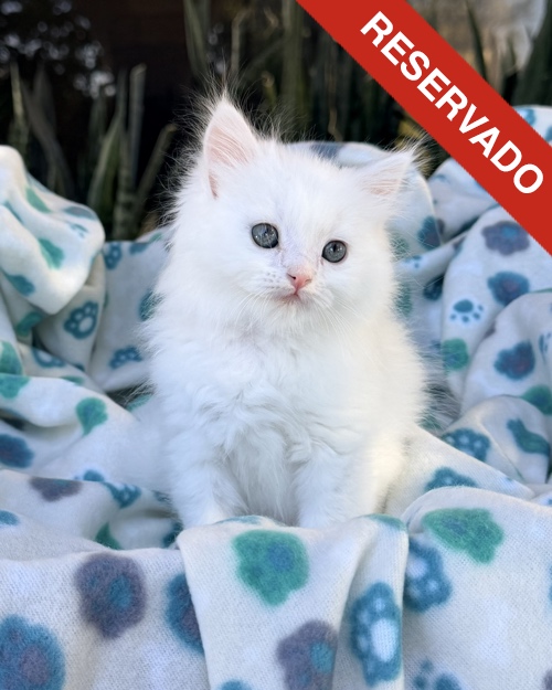 ANGORA-NO-BORRAR_3089