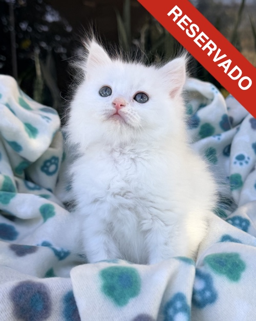 ANGORA-NO-BORRAR_3090