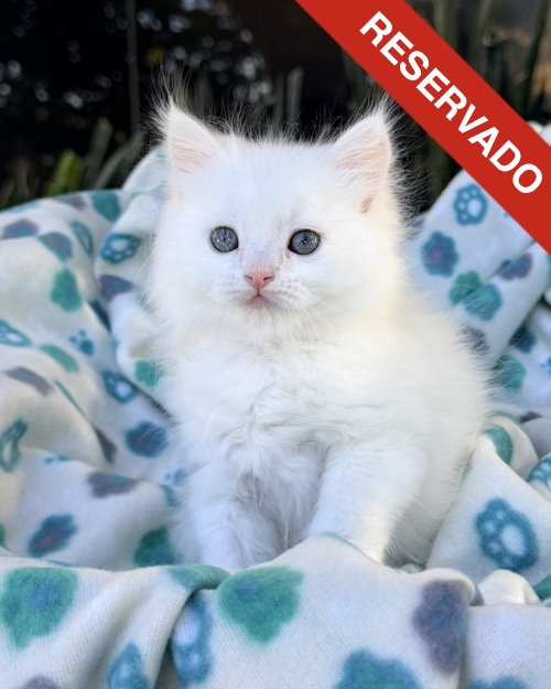 ANGORA-NO-BORRAR_3096