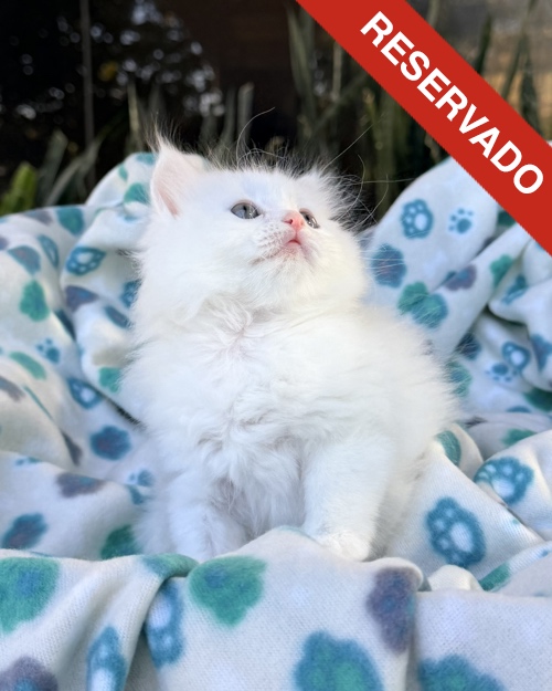 ANGORA-NO-BORRAR_3098