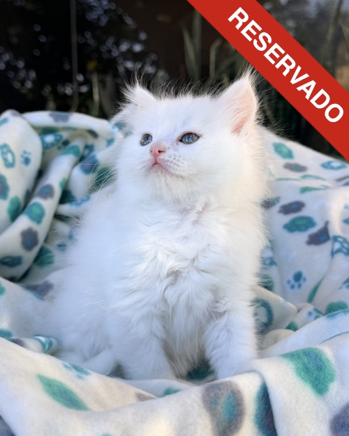 ANGORA-NO-BORRAR_3102