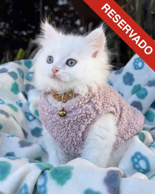 ANGORA-NO-BORRAR_3152
